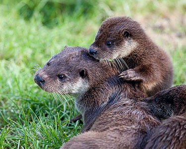 Otters!