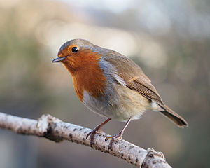 Robin red-breast!