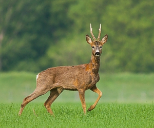 roe deer
          buck
